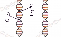 <b>首次！CRISPR-Cas9技术可在人体实验中有效治疗镰状细胞贫血和β-地中海贫血</b>