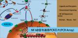 NF-kB信号通路PCR芯片（NF-kB Signaling Pathway PCR Array）（促）