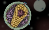谣言粉碎：“马赛克疫苗”不能阻止艾滋病发展