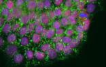 Nature子刊：干细胞端粒长度需要“刚刚好”