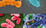Science子刊：如何增加癌症患者有益菌群？