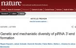 Nature：小RNA生物学里程碑成果 解开piRNA生物合成谜题