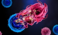 <b>令人惊喜！Cell：阻断TREM2可增强肿瘤免疫疗法，小鼠模型肿瘤完全清除</b>