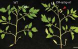 Nature Genetics发表重要成果 CRISPR让番茄更快开花结果