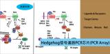 Hedgehog信号通路PCR芯片（Hedgehog Signaling Pathway PCR Array）（促）