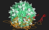 PNAS：基因治疗中如何让转运病毒躲过免疫系统