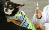 ACRPVM：犬细小病毒病疫苗现状