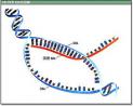 Science突破性成果：鸟瞰细胞RNA