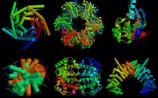 PNAS：蛋白质结构新见解或改变生物医学未来