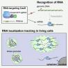 【“女神”新成果】Cell重要突破：首次利用CRISPR技术追踪RNA