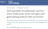 Nature子刊：人造胚胎取得新突破
