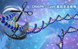 如何在构建敲除细胞株时利用好CRISPR/Cas9技术？
