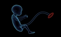 PNAS：胎盘蛋白对胎儿的健康发育至关重要