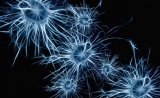 赶超“重编程”？PNAS揭示：从T细胞到神经元的“一步式”过程